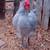 Big Beautiful Young Rooster, Five Months Old. Free!! SEE PICTURES 5 thumbnail