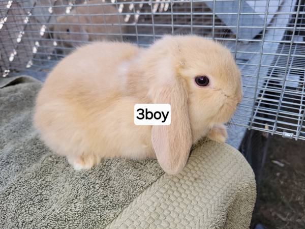 Holland lop bunnies Phoenix 1