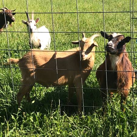 Mixed Breed Wether Goat 1