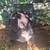 American bully 1 thumbnail