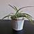 Variegated Spider Plant in Cute Rustic Metal Pot 2 thumbnail