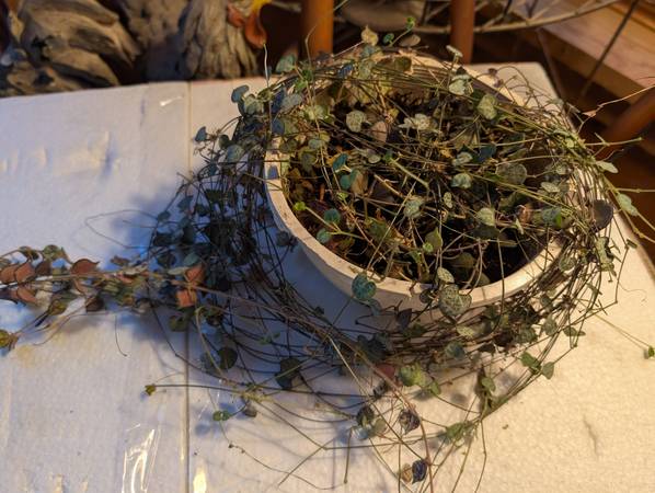 Rosary vine and hoya 1