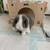 Baby Bunny Holland Lop 2 thumbnail