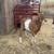 Four female goats 3 thumbnail