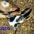 Goat herd sellout-Nigerian Dwarf, 1 mini alpine 1 thumbnail