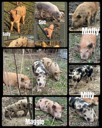 Pigs and piglets needing new pastures 1