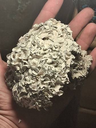 Organic mushroom 1