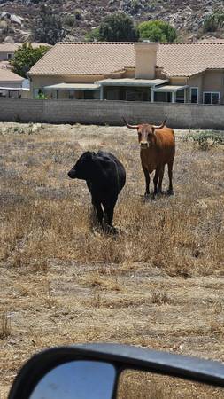 Cow - $1,900 (San Jacinto)63471082244609120