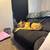 Female German shepherd 3 thumbnail