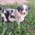 Border collie pups 2 thumbnail