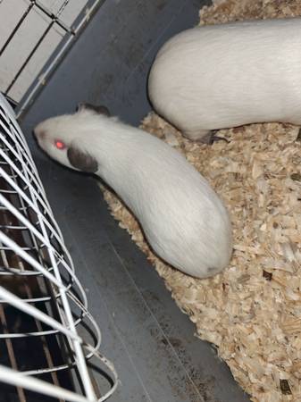Himalayan guinea pig 1