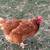 Laying hens and roosters 4 thumbnail