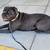 CANE CORSO STUD 2 thumbnail