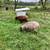 Shetland Sheep Available 14 thumbnail
