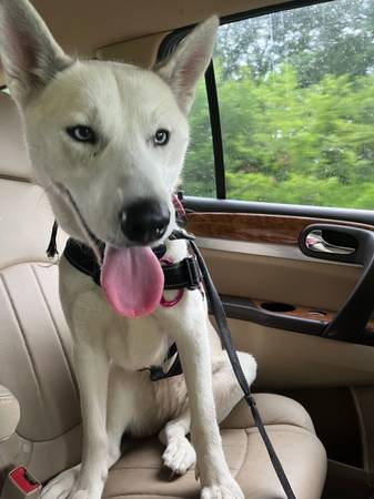 Husky blanco mezcla (Bristol)63673405945217123