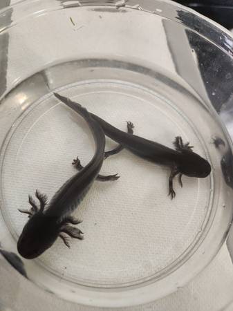 Axolotl (Newport news)63882832065667124