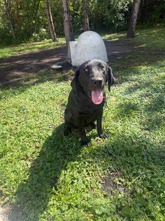 Black lab 1 year old 1