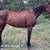 Bay Quarter Horse Mare 19 thumbnail