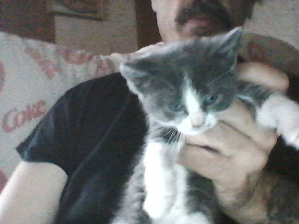 Need help getting my cats into a good home. (Evansville)