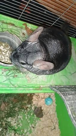 Gizmo 1