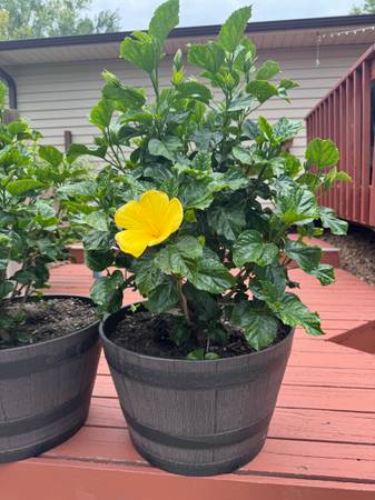 4 Big Beautiful Hibiscus plants 1