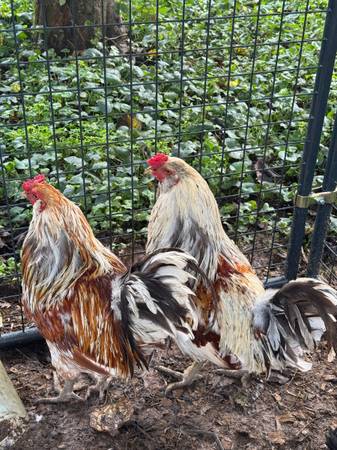 Free roosters 1