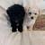 Poodle/Chi 3 thumbnail