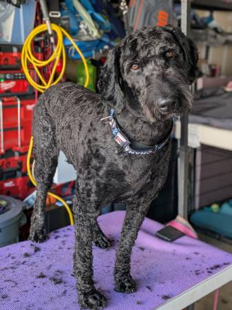Rehoming dog63874560942083121