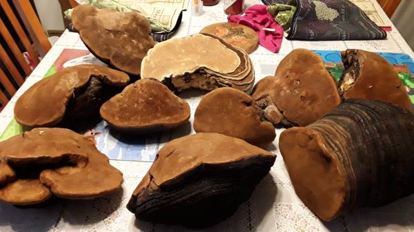 Alaskan punk chaga 1