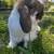 Female Holland Lop Rabbit – Rehoming to Responsible Home 5 thumbnail
