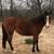 Gorgeous Bay Broodmare -Horse 2 thumbnail