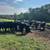 Young cattle herd 13 thumbnail