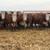 15 Registered Hereford Cows 4 thumbnail