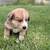 Border collie 8 thumbnail