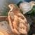 Free button quail 1 thumbnail