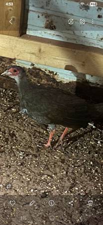 Male Silver pheasant 1