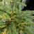 Norway spruce pine trees in 2-gallon nursery pots 4 thumbnail