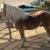 Haflinger Stallion 14 thumbnail