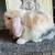 Holland lop baby bunnies 2 thumbnail