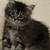Gatito 4 thumbnail