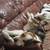 Australian Shepherd/Pitbull mix 7 thumbnail