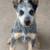 Blue -red heeler 1 thumbnail
