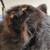 Mounted Bear Cub Taxidermy 8 thumbnail