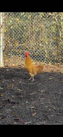 Free Buff Orpington Rooster 1
