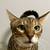Purebred Bengal Cat 1 thumbnail