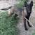Belgian Malinois 8 thumbnail