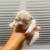 French Bulldogs, 2 thumbnail