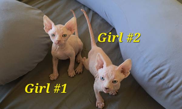 Make offer for sphynx 1