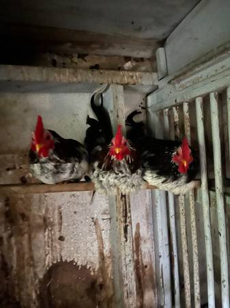Serama roosters 1