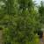 Podocarpus 12 thumbnail